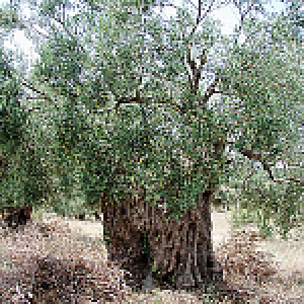 Olives green cracked Hondrolia Chalkidiki 200 g